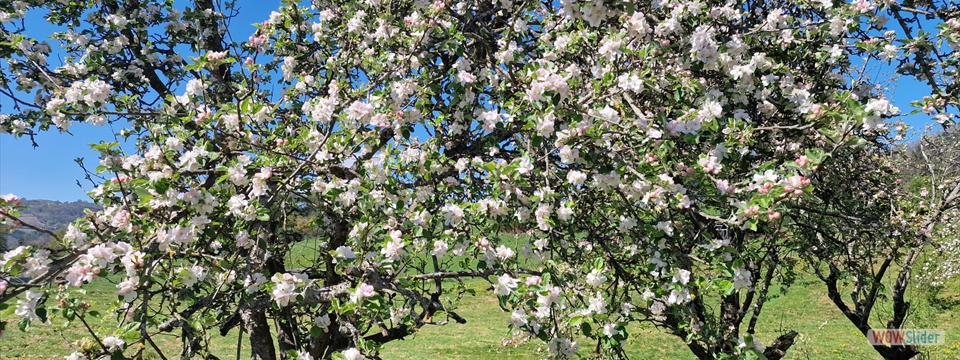 Blossom
